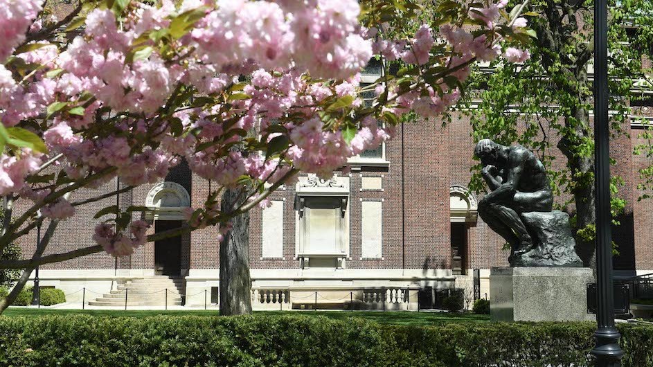 Cherry blossoms with the Thinker statue on Columbia's Morningside campus