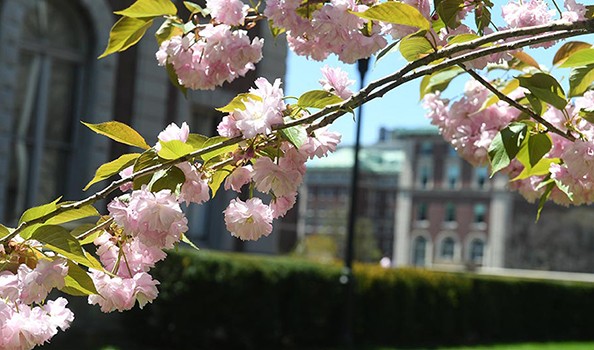 A tree branch full of pink flowers, against the backdrop of university buildings