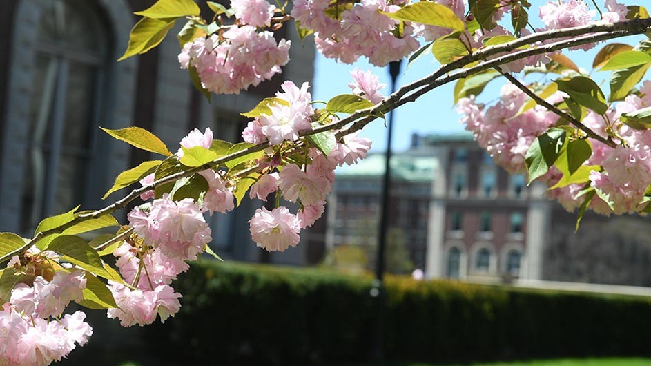 pink flowers on a tree branch, against the backdrop of the Columbia Morningside campus