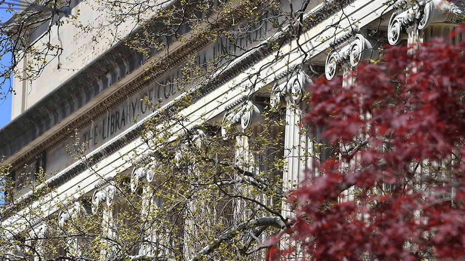 Dark red blossoms, against the backdrop of Low Library's facade.