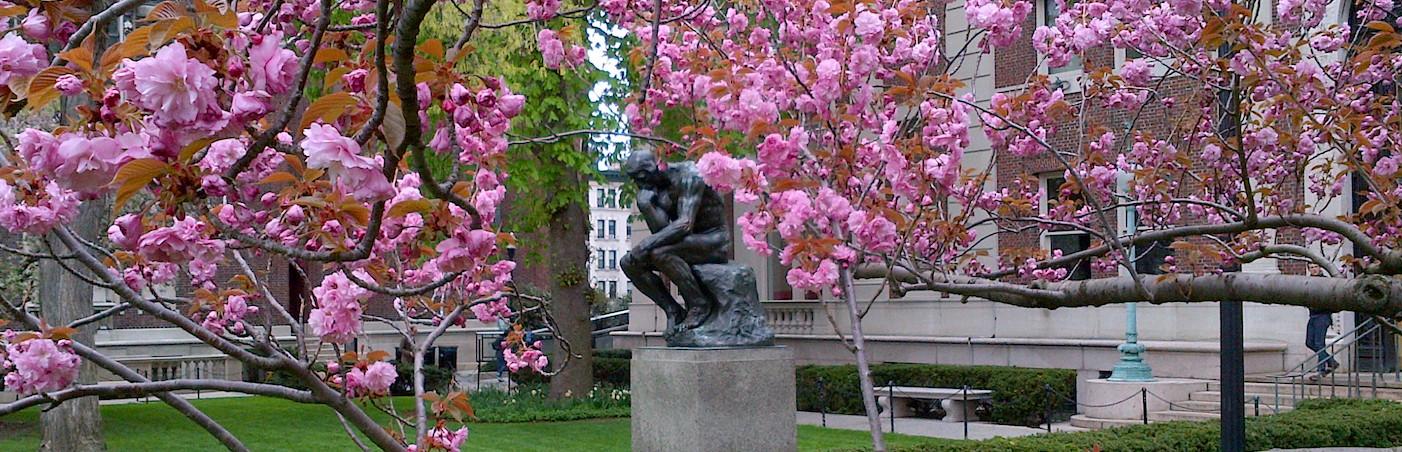 Photo of "The Thinker," a statue on Columbia's Morningside campus, surrounded by pink blossoms in spring 