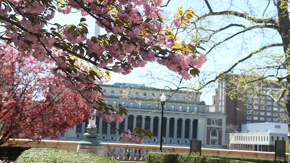 A pink. flowering tree branch, against the background of Butler Library on Columbia's Morningside campus.