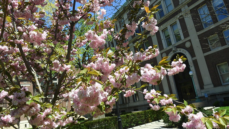 pink flowers on a tree, against the backdrop of Philosophy Hall on Columbia's campus in Morningside Heights