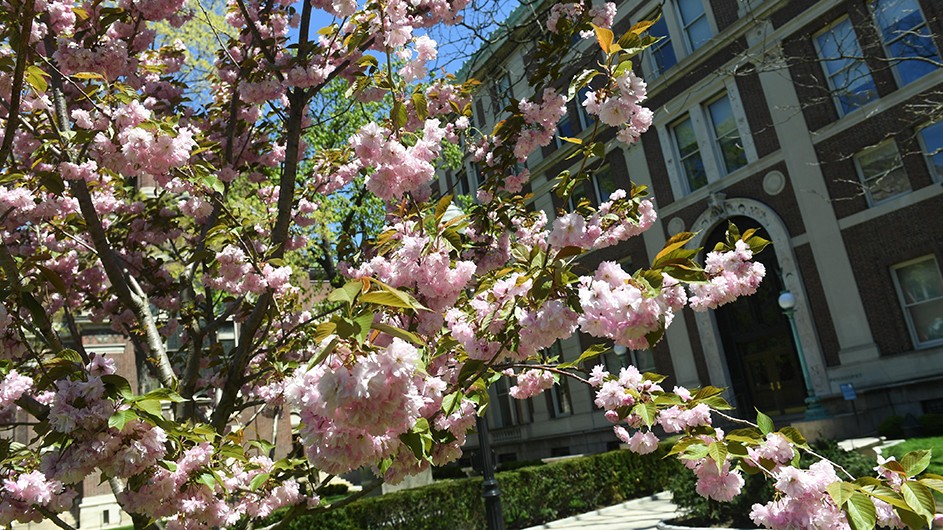 Eileen Barroso pink flowers on a tree, against the backdrop of Philosophy Hall on Columbia's campus in Morningside Heights