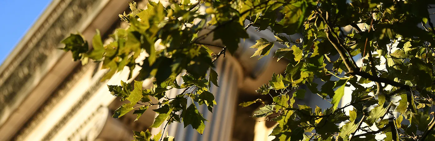 A green tree against the backdrop of Low Library on Columbia's campus. 